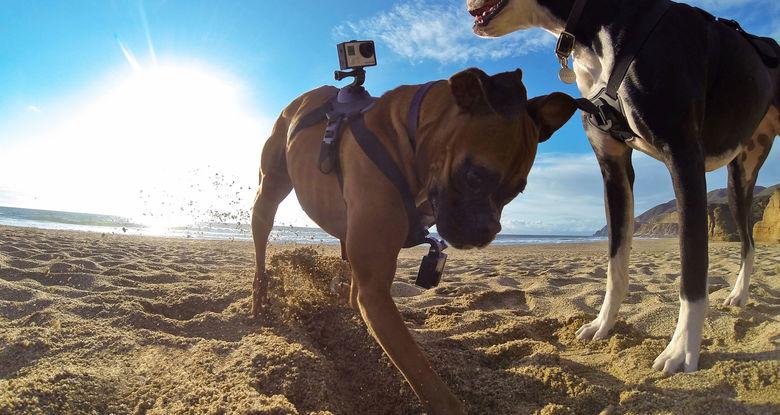 GoPro - Fetch GoPro