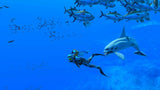 Endless Ocean Luminous (UKV)