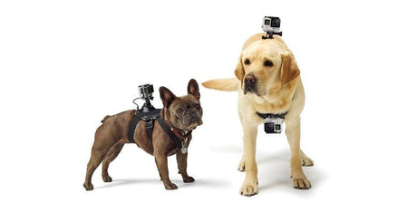 GoPro - Fetch GoPro